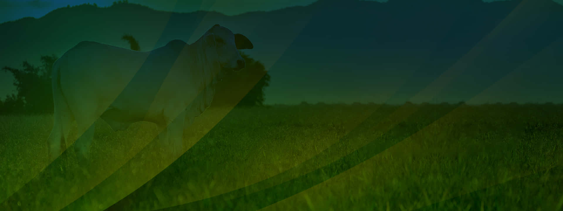 Compromisso sério com a nutrição
Integrada à pecuária nacional Empresa doGrupo Premix!